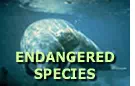 Endangered Species